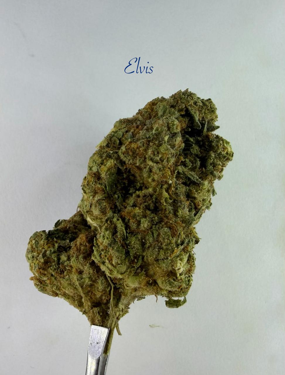 ELVIS INDOOR(HYBRID)