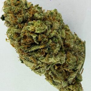 ZOAP INDOOR (HYBRID)