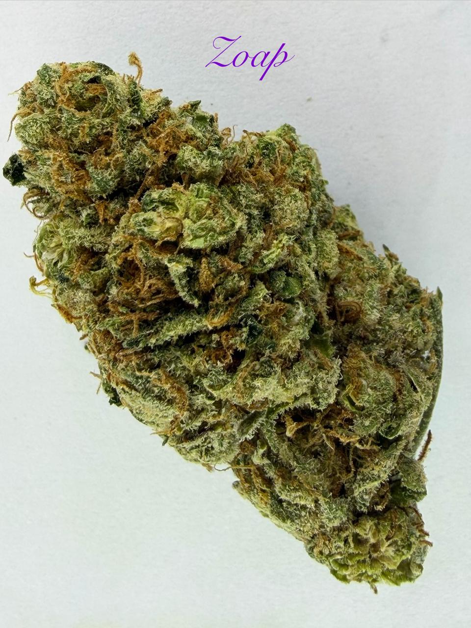 ZOAP INDOOR (HYBRID)