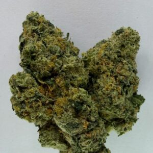 STUDIO 54 INDOOR (HYBRID)
