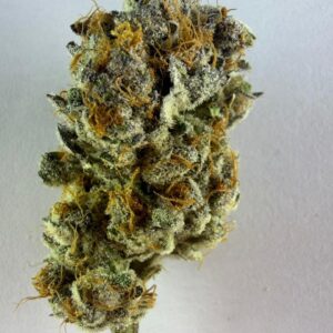 RAINBOW SHERBERT M (HYBRID)