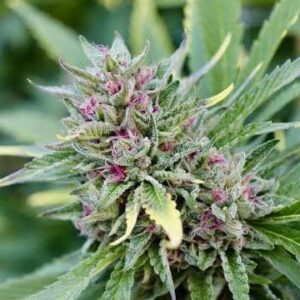 FRUITY FOREST HYBRID