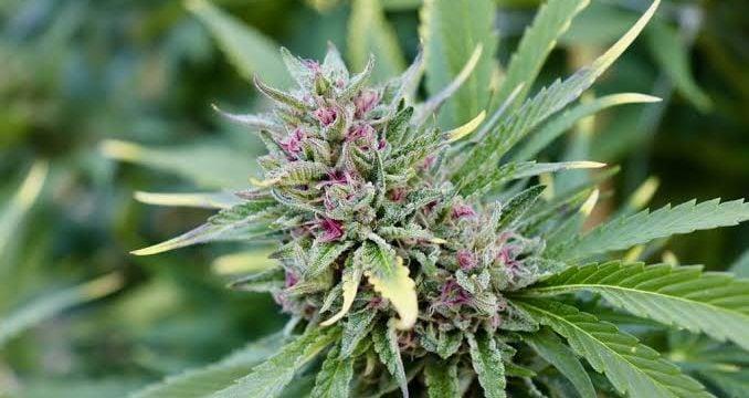 FRUITY FOREST HYBRID